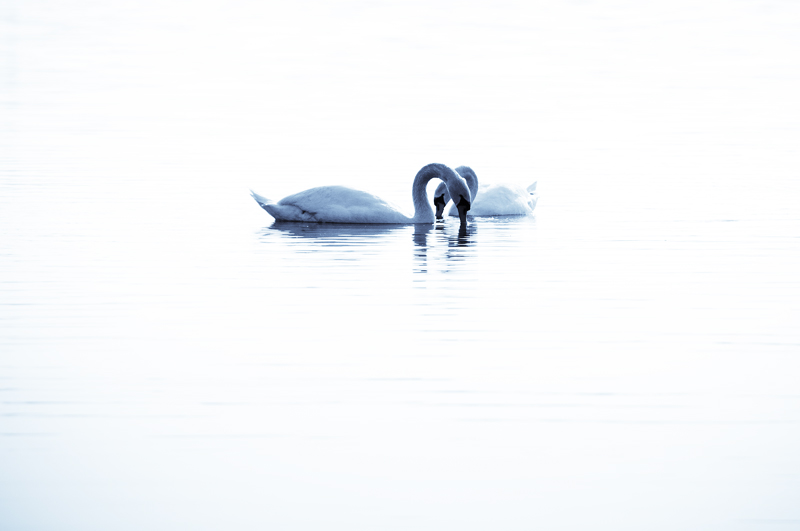 Joutsenet5 800px.jpg - Poetry of motion